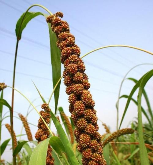 现在种植什么农作物（这三种农作物不仅营养价值高）